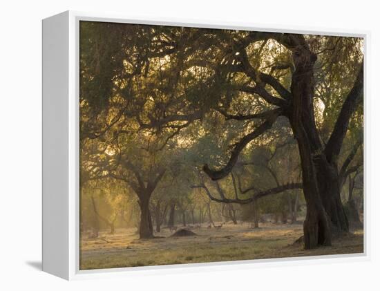 Africa, Zambia. Sunset on Forest-Jaynes Gallery-Framed Premier Image Canvas