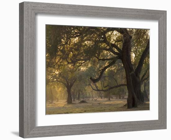Africa, Zambia. Sunset on Forest-Jaynes Gallery-Framed Photographic Print