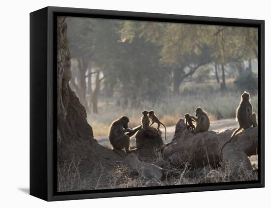 Africa, Zambia. Troop of Baboons Resting-Jaynes Gallery-Framed Premier Image Canvas