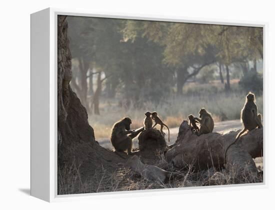 Africa, Zambia. Troop of Baboons Resting-Jaynes Gallery-Framed Premier Image Canvas