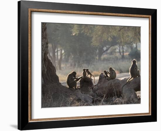 Africa, Zambia. Troop of Baboons Resting-Jaynes Gallery-Framed Photographic Print