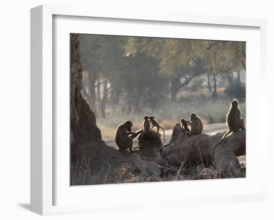 Africa, Zambia. Troop of Baboons Resting-Jaynes Gallery-Framed Photographic Print