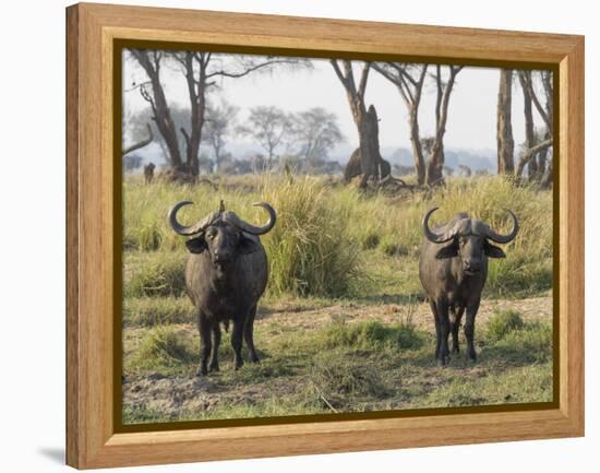 Africa, Zambia. Two Cape Buffalo Males-Jaynes Gallery-Framed Premier Image Canvas