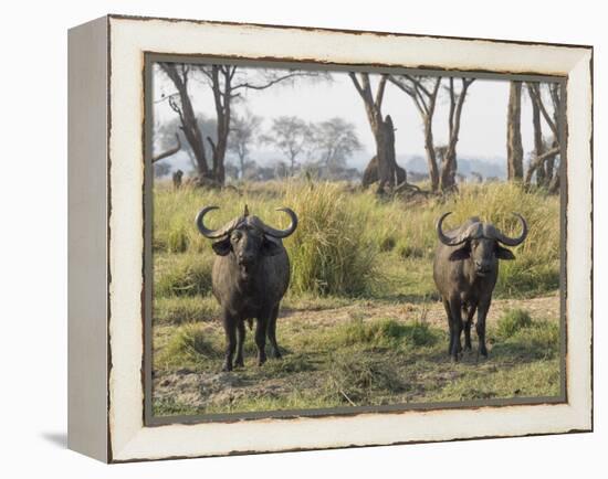 Africa, Zambia. Two Cape Buffalo Males-Jaynes Gallery-Framed Premier Image Canvas