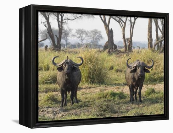 Africa, Zambia. Two Cape Buffalo Males-Jaynes Gallery-Framed Premier Image Canvas