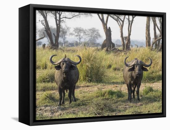 Africa, Zambia. Two Cape Buffalo Males-Jaynes Gallery-Framed Premier Image Canvas