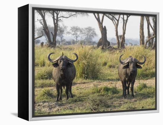 Africa, Zambia. Two Cape Buffalo Males-Jaynes Gallery-Framed Premier Image Canvas