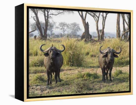 Africa, Zambia. Two Cape Buffalo Males-Jaynes Gallery-Framed Premier Image Canvas
