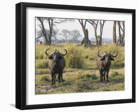 Africa, Zambia. Two Cape Buffalo Males-Jaynes Gallery-Framed Photographic Print