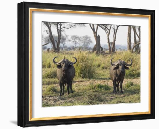 Africa, Zambia. Two Cape Buffalo Males-Jaynes Gallery-Framed Photographic Print