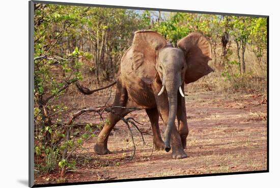 Africa, Zimbabwe, Bumi Hills. Elephants of MatUSAdona Park-Kymri Wilt-Mounted Photographic Print