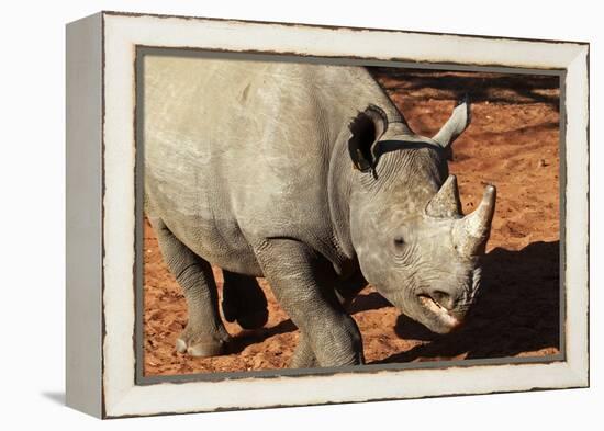 Africa, Zimbabwe, Victoria Falls. Black Rhinoceros-Kymri Wilt-Framed Premier Image Canvas