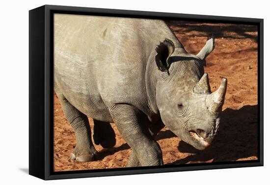 Africa, Zimbabwe, Victoria Falls. Black Rhinoceros-Kymri Wilt-Framed Premier Image Canvas