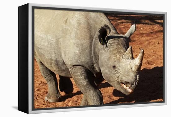 Africa, Zimbabwe, Victoria Falls. Black Rhinoceros-Kymri Wilt-Framed Premier Image Canvas