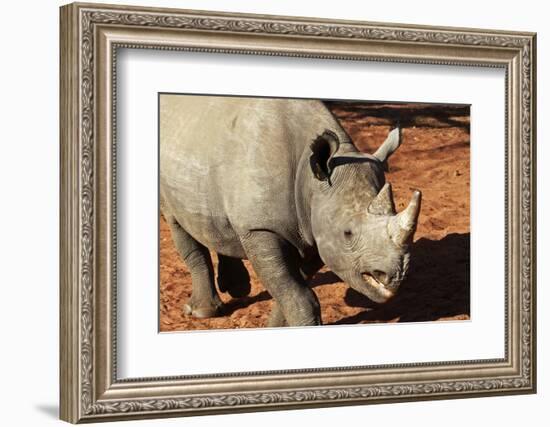 Africa, Zimbabwe, Victoria Falls. Black Rhinoceros-Kymri Wilt-Framed Photographic Print