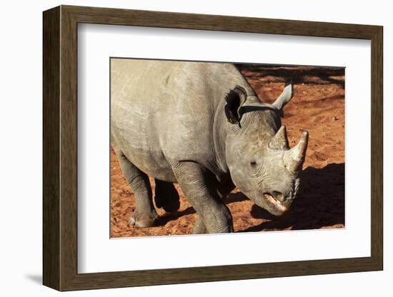 Africa, Zimbabwe, Victoria Falls. Black Rhinoceros-Kymri Wilt-Framed Photographic Print