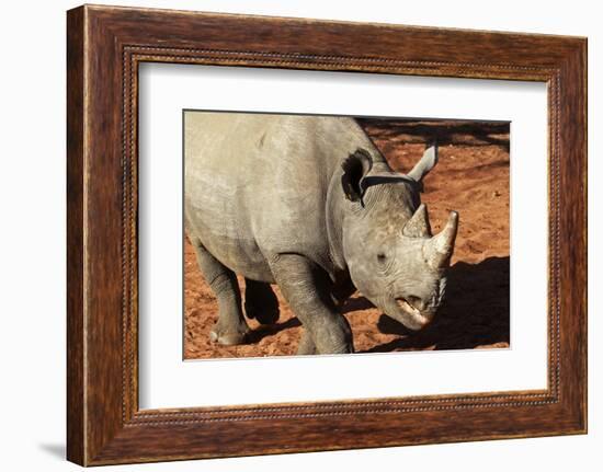 Africa, Zimbabwe, Victoria Falls. Black Rhinoceros-Kymri Wilt-Framed Photographic Print