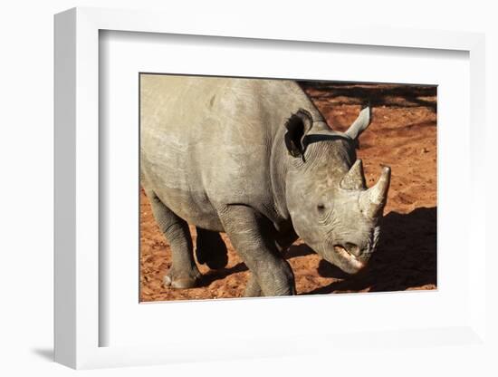Africa, Zimbabwe, Victoria Falls. Black Rhinoceros-Kymri Wilt-Framed Photographic Print