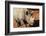 Africa, Zimbabwe, Victoria Falls. Black Rhinoceros-Kymri Wilt-Framed Photographic Print