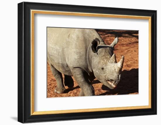 Africa, Zimbabwe, Victoria Falls. Black Rhinoceros-Kymri Wilt-Framed Photographic Print