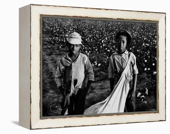 African American Children - Are Cotton Pickers Pulling Sacks Along Behind Them as They Pick Cotton-Ben Shahn-Framed Premier Image Canvas