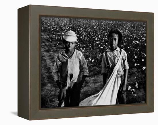 African American Children - Are Cotton Pickers Pulling Sacks Along Behind Them as They Pick Cotton-Ben Shahn-Framed Premier Image Canvas