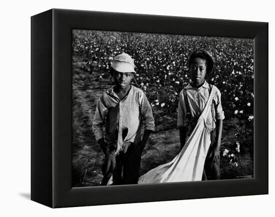 African American Children - Are Cotton Pickers Pulling Sacks Along Behind Them as They Pick Cotton-Ben Shahn-Framed Premier Image Canvas