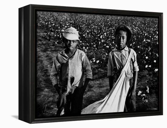 African American Children - Are Cotton Pickers Pulling Sacks Along Behind Them as They Pick Cotton-Ben Shahn-Framed Premier Image Canvas