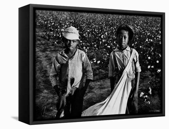 African American Children - Are Cotton Pickers Pulling Sacks Along Behind Them as They Pick Cotton-Ben Shahn-Framed Premier Image Canvas