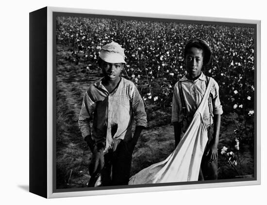 African American Children - Are Cotton Pickers Pulling Sacks Along Behind Them as They Pick Cotton-Ben Shahn-Framed Premier Image Canvas