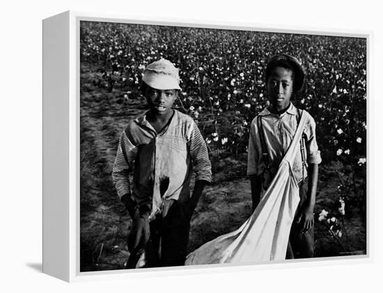 African American Children - Are Cotton Pickers Pulling Sacks Along Behind Them as They Pick Cotton-Ben Shahn-Framed Premier Image Canvas