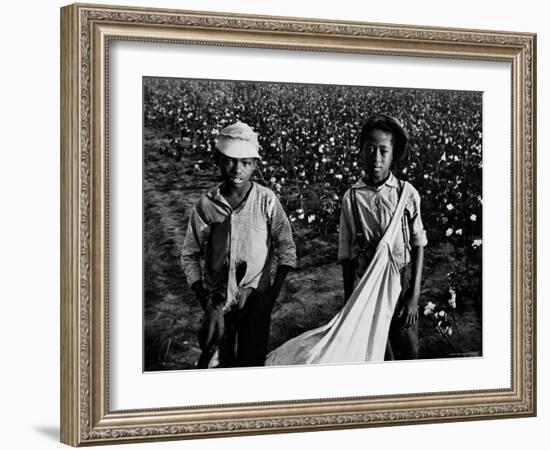 African American Children - Are Cotton Pickers Pulling Sacks Along Behind Them as They Pick Cotton-Ben Shahn-Framed Photographic Print