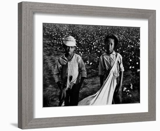 African American Children - Are Cotton Pickers Pulling Sacks Along Behind Them as They Pick Cotton-Ben Shahn-Framed Photographic Print