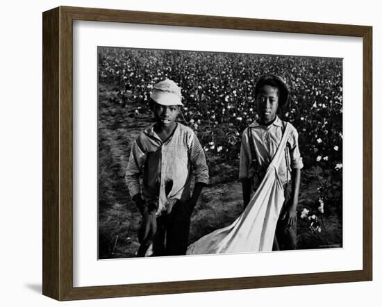 African American Children - Are Cotton Pickers Pulling Sacks Along Behind Them as They Pick Cotton-Ben Shahn-Framed Photographic Print