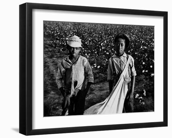 African American Children - Are Cotton Pickers Pulling Sacks Along Behind Them as They Pick Cotton-Ben Shahn-Framed Photographic Print