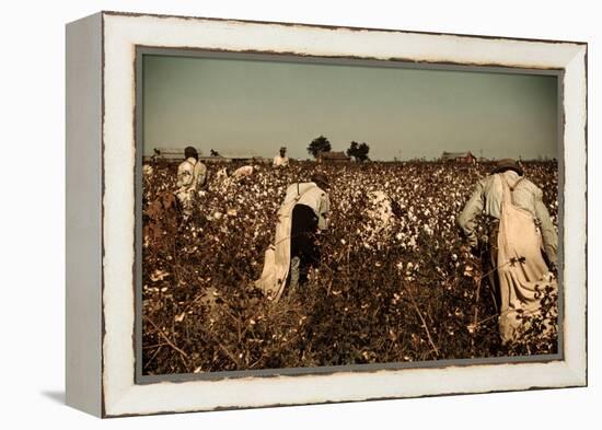 African American Day Laborers Picking Cotton Near Clarksdale, Mississippi, November 1939-Marion Post Wolcott-Framed Stretched Canvas