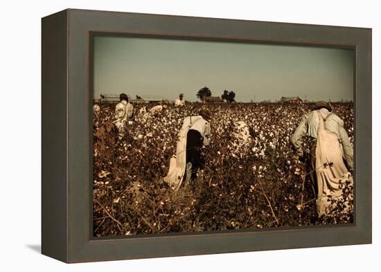 African American Day Laborers Picking Cotton Near Clarksdale, Mississippi, November 1939-Marion Post Wolcott-Framed Stretched Canvas