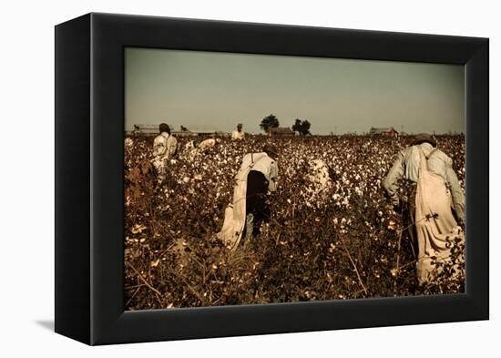 African American Day Laborers Picking Cotton Near Clarksdale, Mississippi, November 1939-Marion Post Wolcott-Framed Stretched Canvas