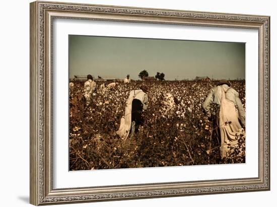 African American Day Laborers Picking Cotton Near Clarksdale, Mississippi, November 1939-Marion Post Wolcott-Framed Art Print