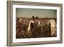 African American Day Laborers Picking Cotton Near Clarksdale, Mississippi, November 1939-Marion Post Wolcott-Framed Art Print