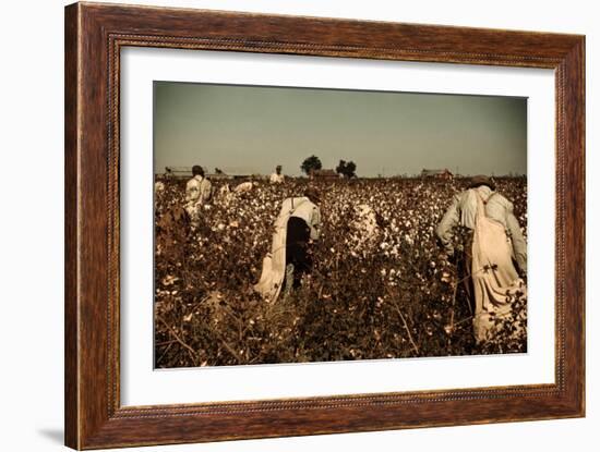 African American Day Laborers Picking Cotton Near Clarksdale, Mississippi, November 1939-Marion Post Wolcott-Framed Art Print
