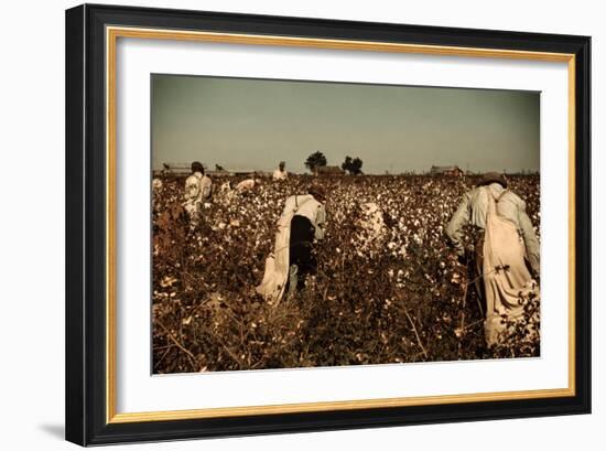 African American Day Laborers Picking Cotton Near Clarksdale, Mississippi, November 1939-Marion Post Wolcott-Framed Art Print