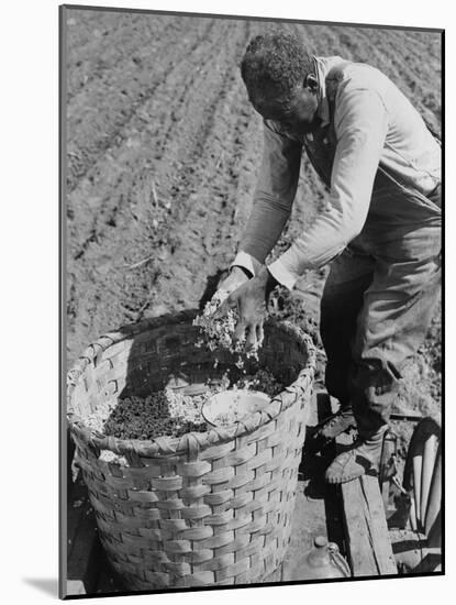 African American Farmer Planting Cotton in a Plowed Field in Butler County, Alabama, April 1941-null-Mounted Photo