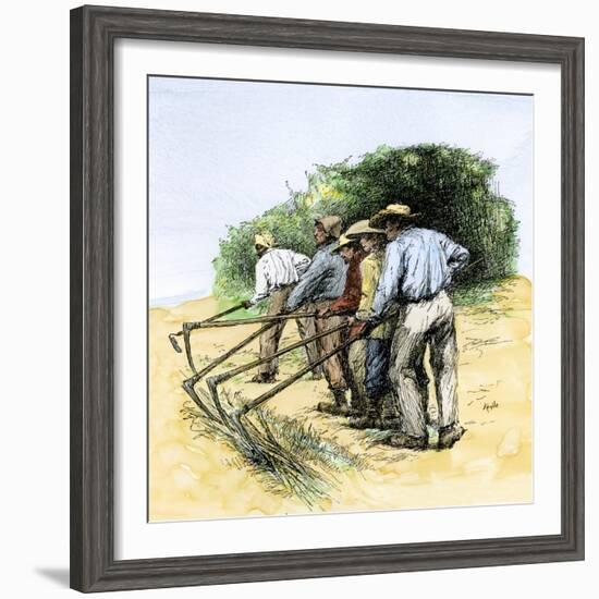 African American Field Hands Hooking Up Sugar Cane in Louisiana, c.1800-null-Framed Giclee Print