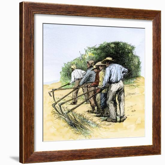 African American Field Hands Hooking Up Sugar Cane in Louisiana, c.1800-null-Framed Giclee Print