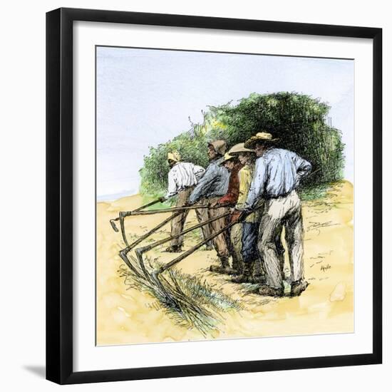 African American Field Hands Hooking Up Sugar Cane in Louisiana, c.1800-null-Framed Giclee Print