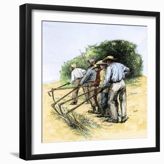 African American Field Hands Hooking Up Sugar Cane in Louisiana, c.1800-null-Framed Giclee Print