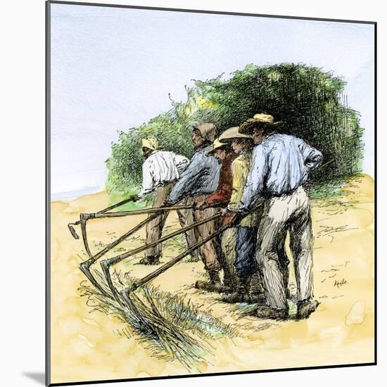 African American Field Hands Hooking Up Sugar Cane in Louisiana, c.1800-null-Mounted Giclee Print