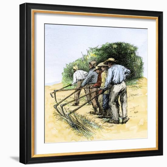 African American Field Hands Hooking Up Sugar Cane in Louisiana, c.1800-null-Framed Giclee Print
