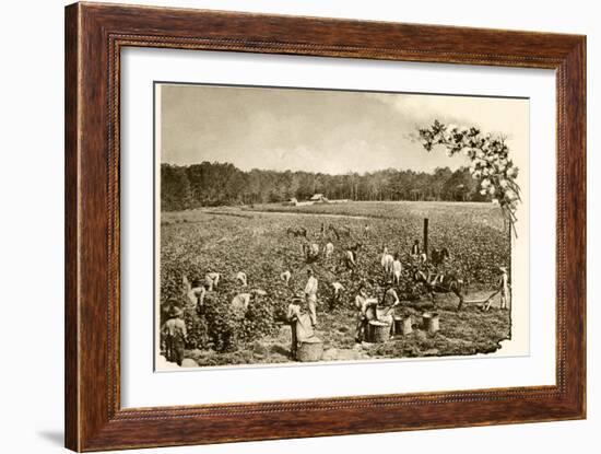 African-American Field-Hands Picking Cotton in the Deep South, c.1890-null-Framed Giclee Print